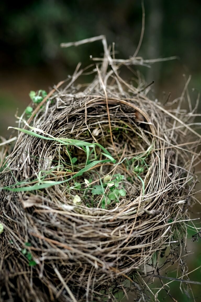 A Step-by-Step Guide for Empty Nesters Moving Closer to Family